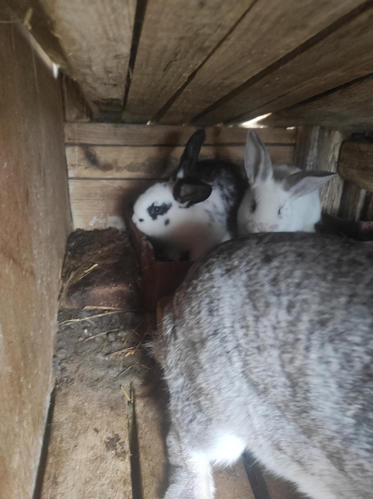 Pensiunea Agroturistica Casa Sirca Boghiş Buitenkant foto