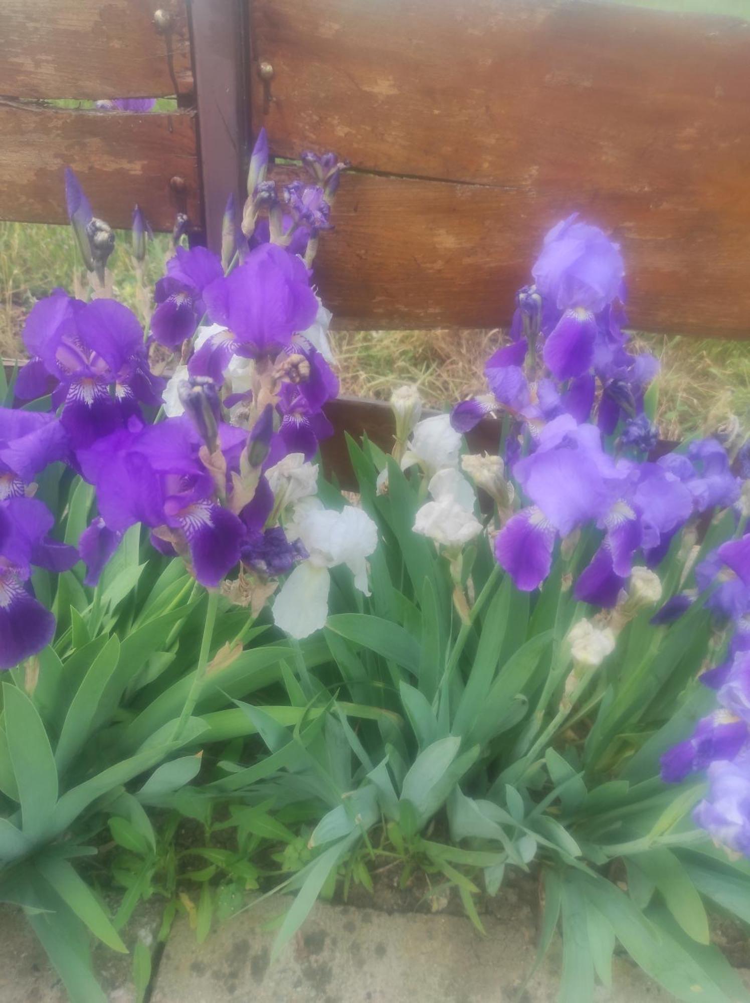 Pensiunea Agroturistica Casa Sirca Boghiş Buitenkant foto